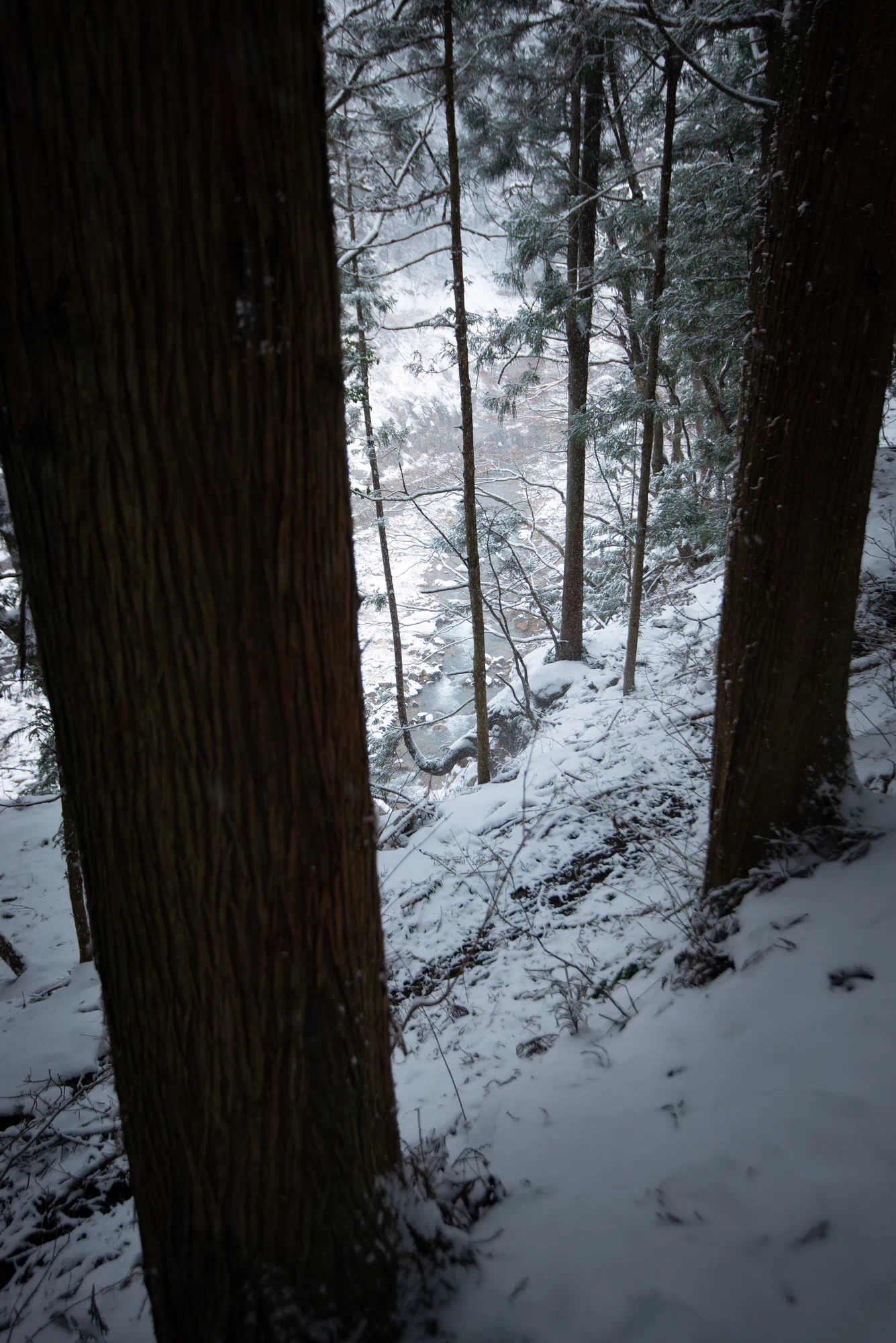 snow in the pine forest